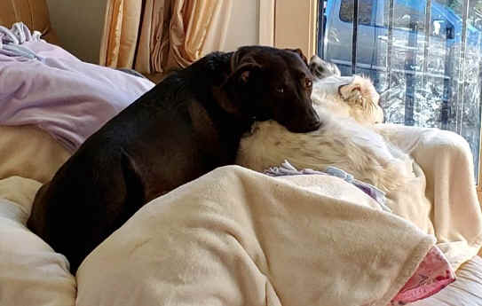 smokey and sophie on couch