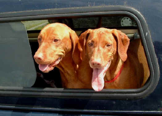 two vizslas - pumpkin and phoebus